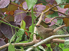 Rufous-fronted Thornbird