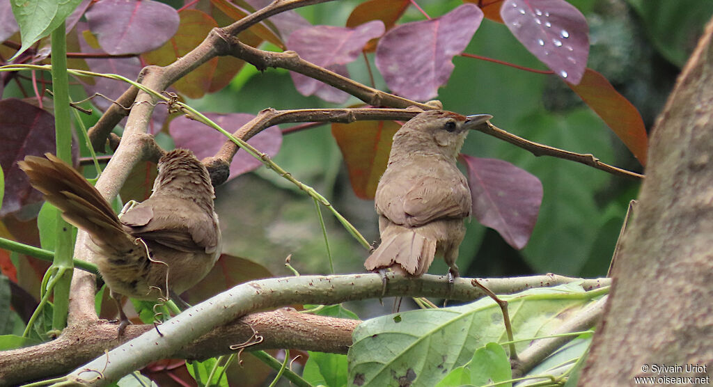 Rufous-fronted Thornbirdadult