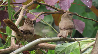 Rufous-fronted Thornbird