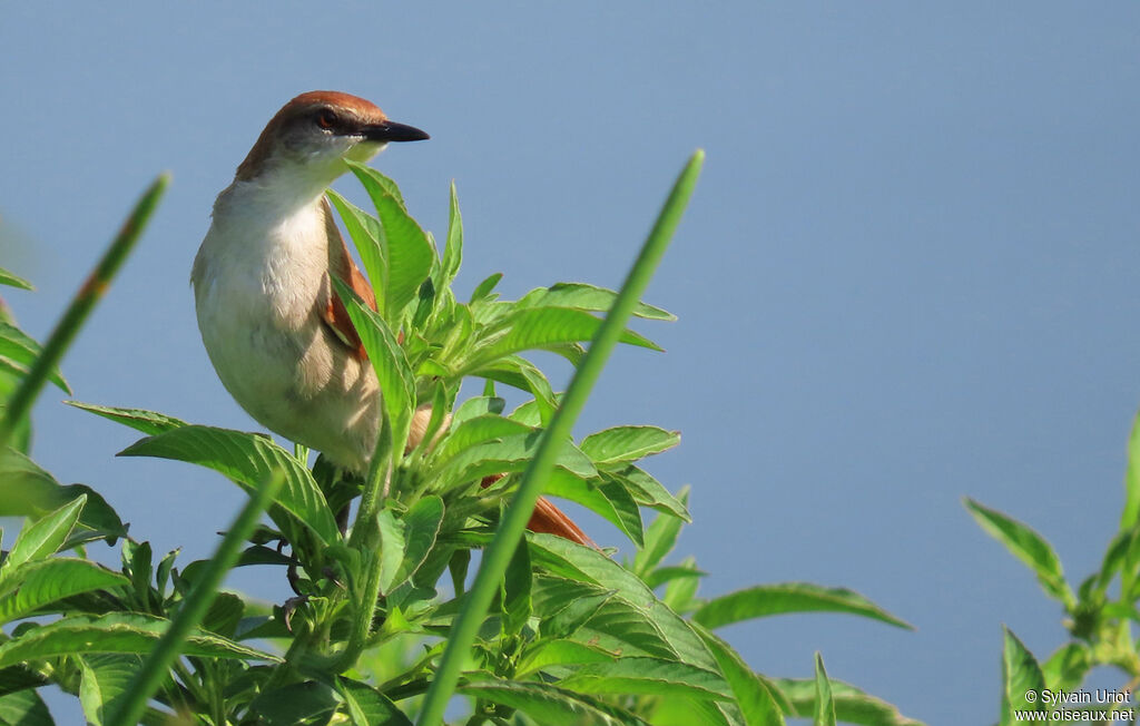 Yellow-chinned Spinetailadult