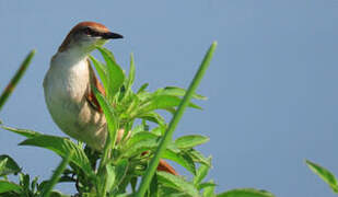 Yellow-chinned Spinetail