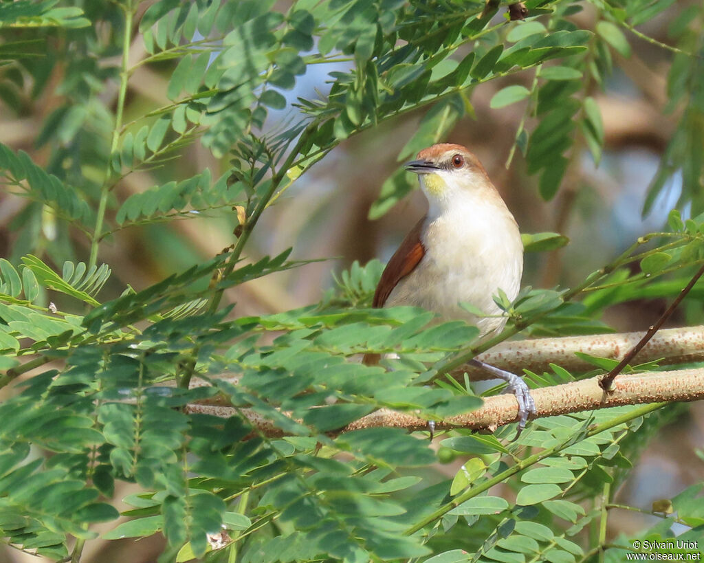 Yellow-chinned Spinetailadult