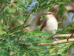 Yellow-chinned Spinetail