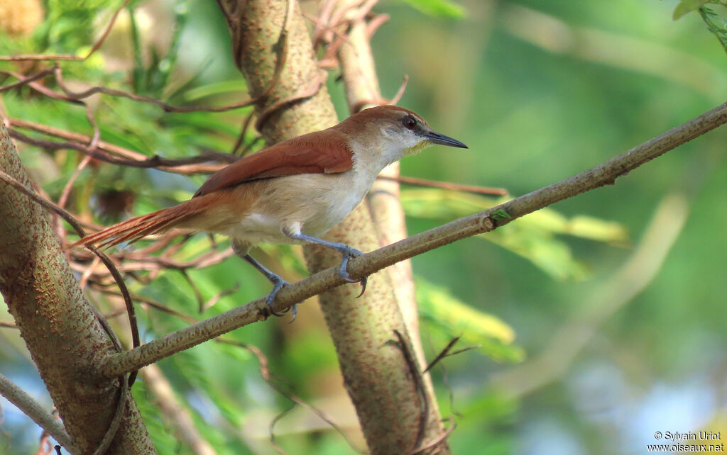 Yellow-chinned Spinetailadult