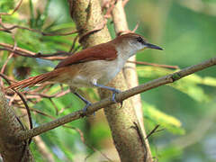 Yellow-chinned Spinetail