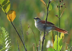 Yellow-chinned Spinetail