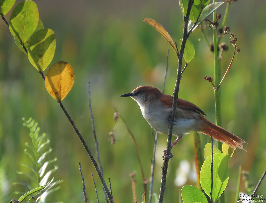 Yellow-chinned Spinetailadult