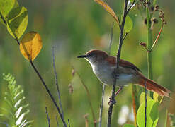 Yellow-chinned Spinetail