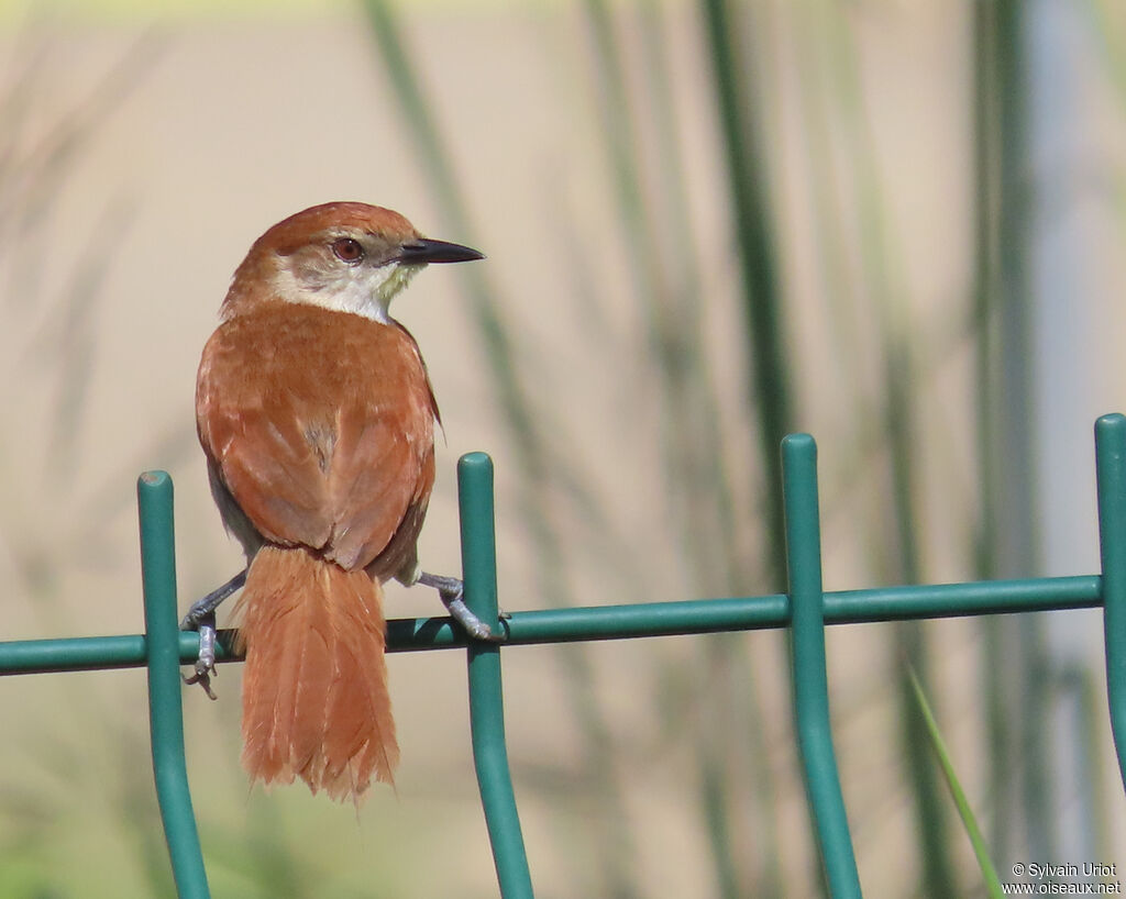 Yellow-chinned Spinetailadult