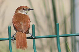 Yellow-chinned Spinetail