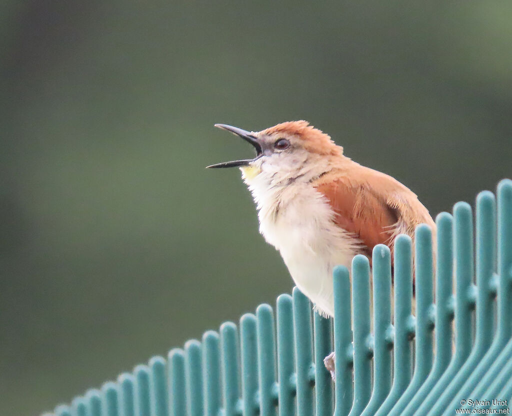 Synallaxe à gorge jauneadulte
