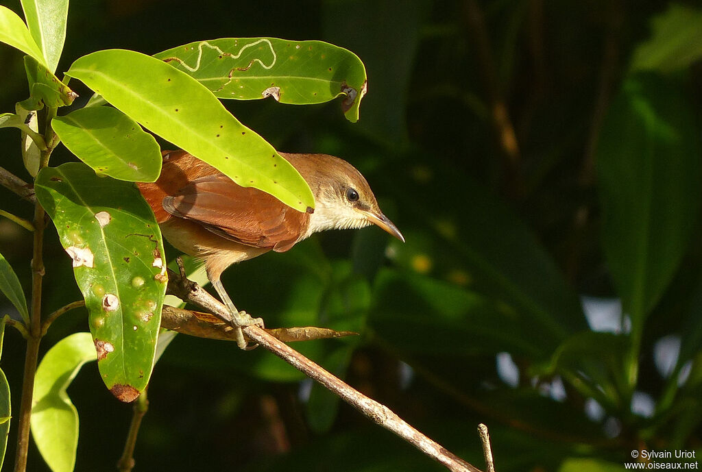 Yellow-chinned Spinetailimmature