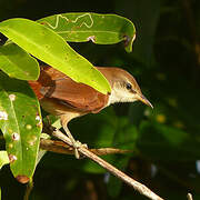 Yellow-chinned Spinetail