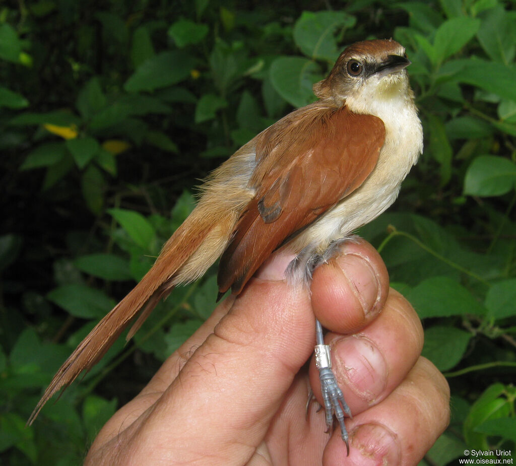 Yellow-chinned Spinetailadult