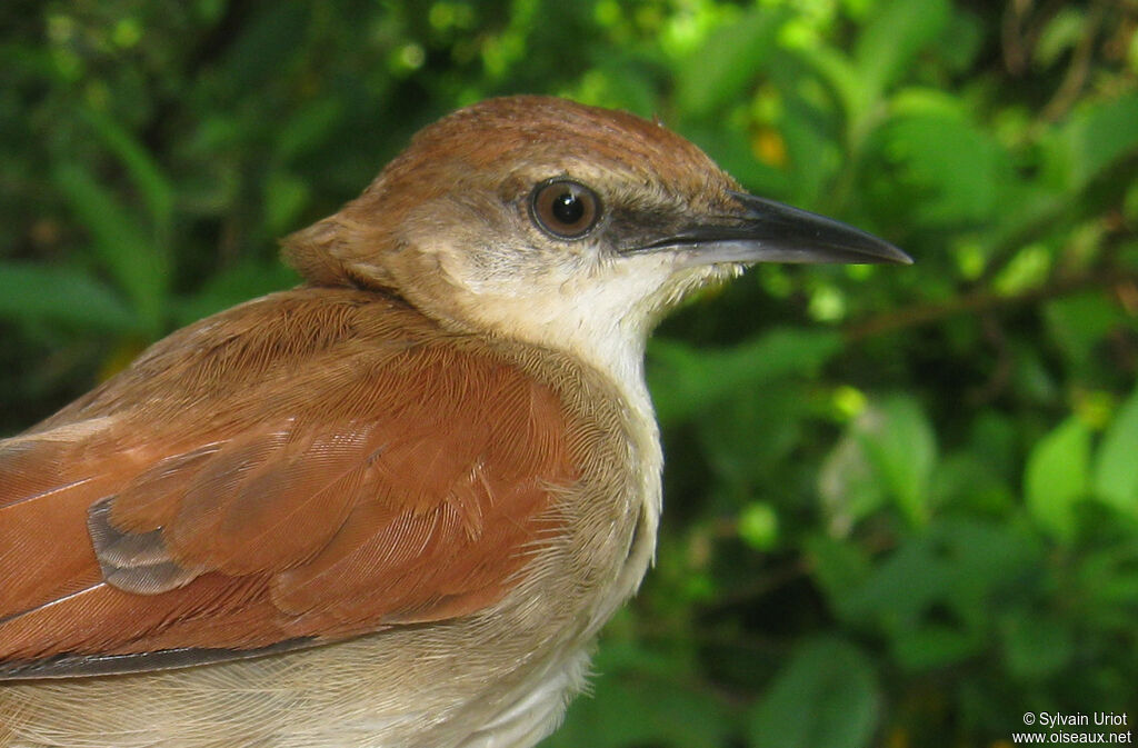 Yellow-chinned Spinetailadult