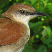 Yellow-chinned Spinetail