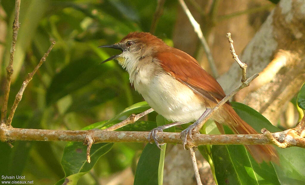 Yellow-chinned Spinetailadult