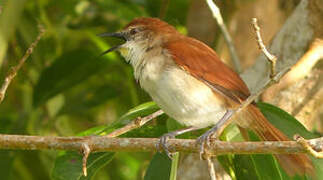 Yellow-chinned Spinetail