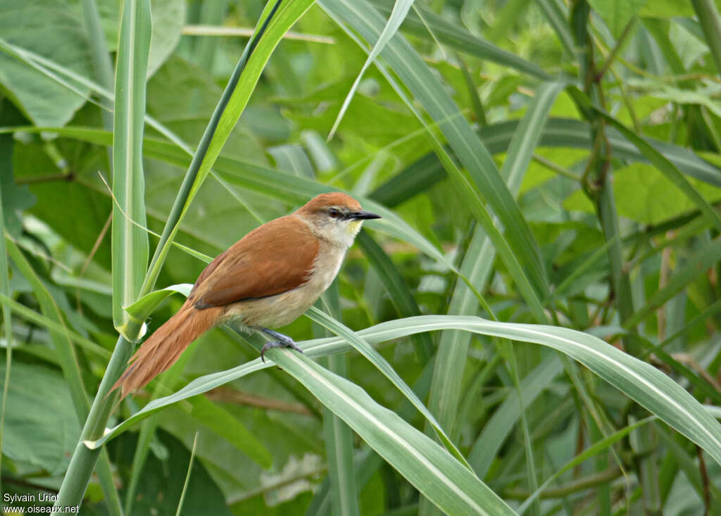 Synallaxe à gorge jauneadulte, identification