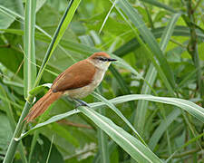 Yellow-chinned Spinetail