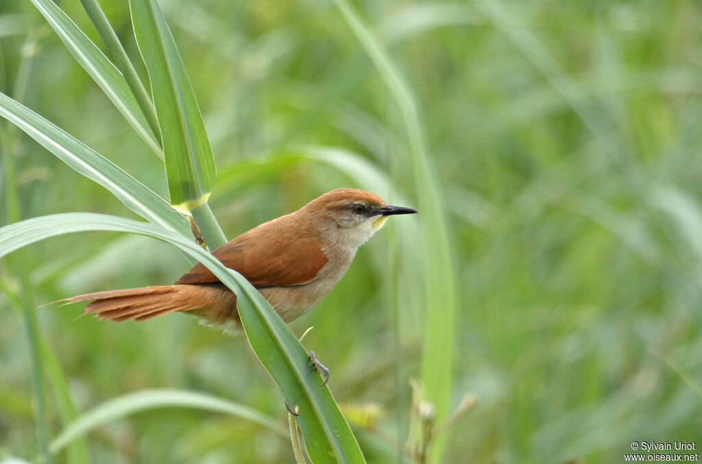 Yellow-chinned Spinetailadult