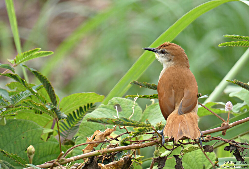 Yellow-chinned Spinetailadult