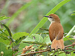 Yellow-chinned Spinetail