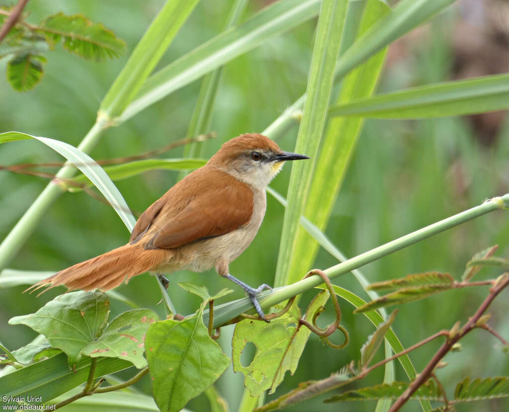 Yellow-chinned Spinetailadult, identification