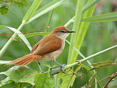 Yellow-chinned Spinetail