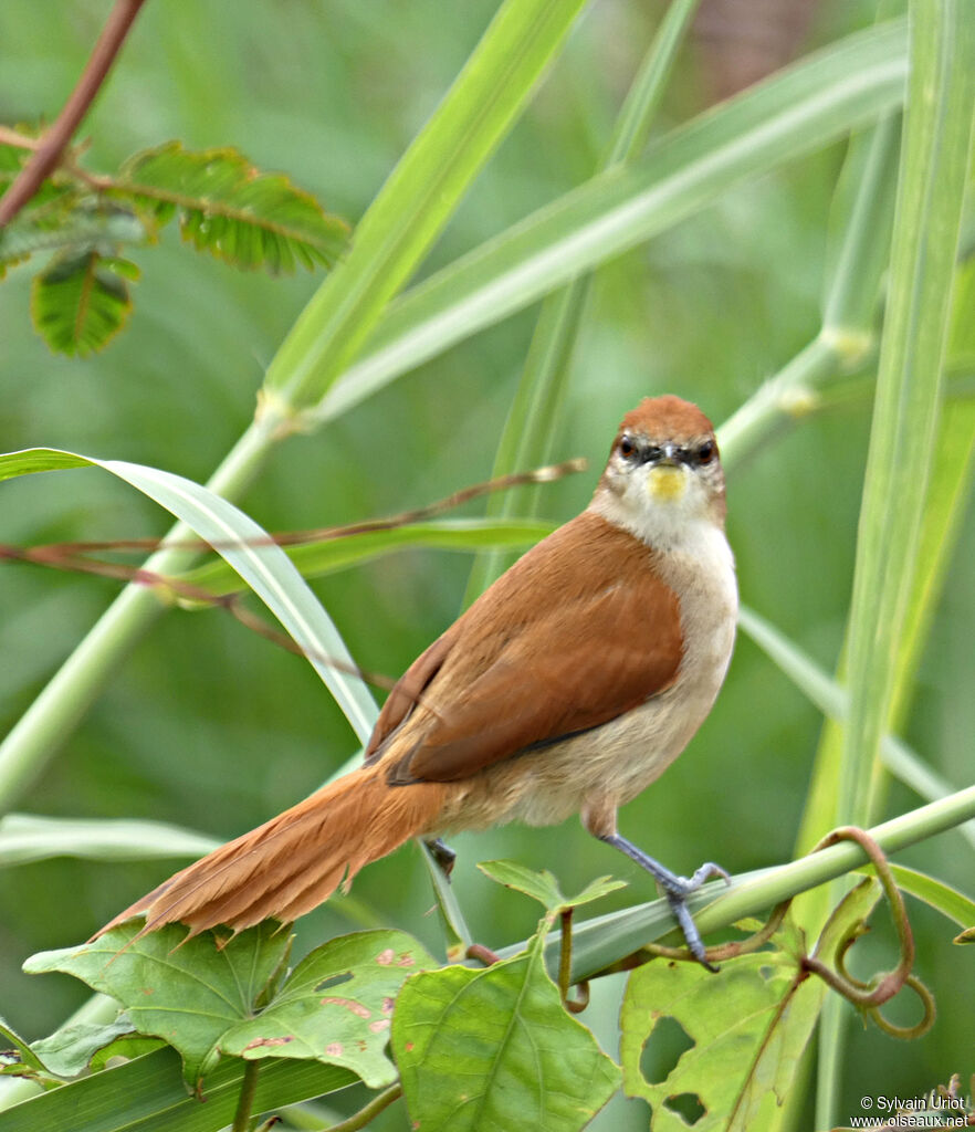 Yellow-chinned Spinetail