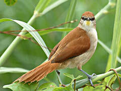 Yellow-chinned Spinetail