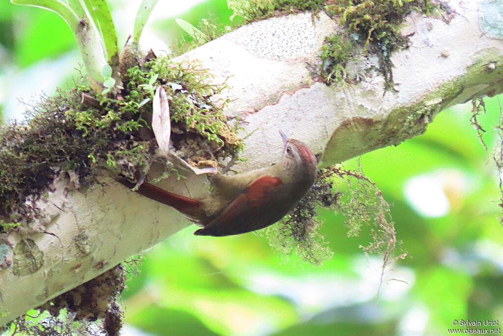 Ash-browed Spinetail