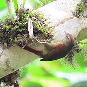 Ash-browed Spinetail