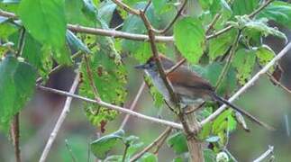 Pale-breasted Spinetail