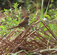 Pale-breasted Spinetail