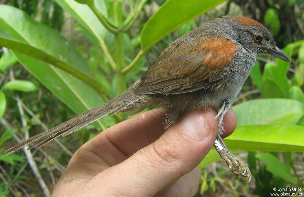 Pale-breasted Spinetailadult