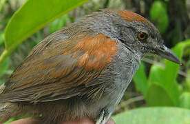 Pale-breasted Spinetail