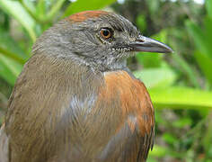 Pale-breasted Spinetail