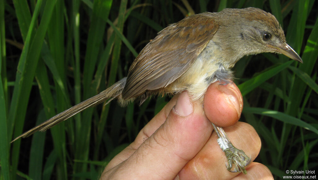 Pale-breasted Spinetailjuvenile