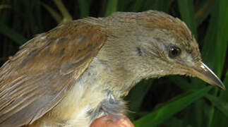 Pale-breasted Spinetail