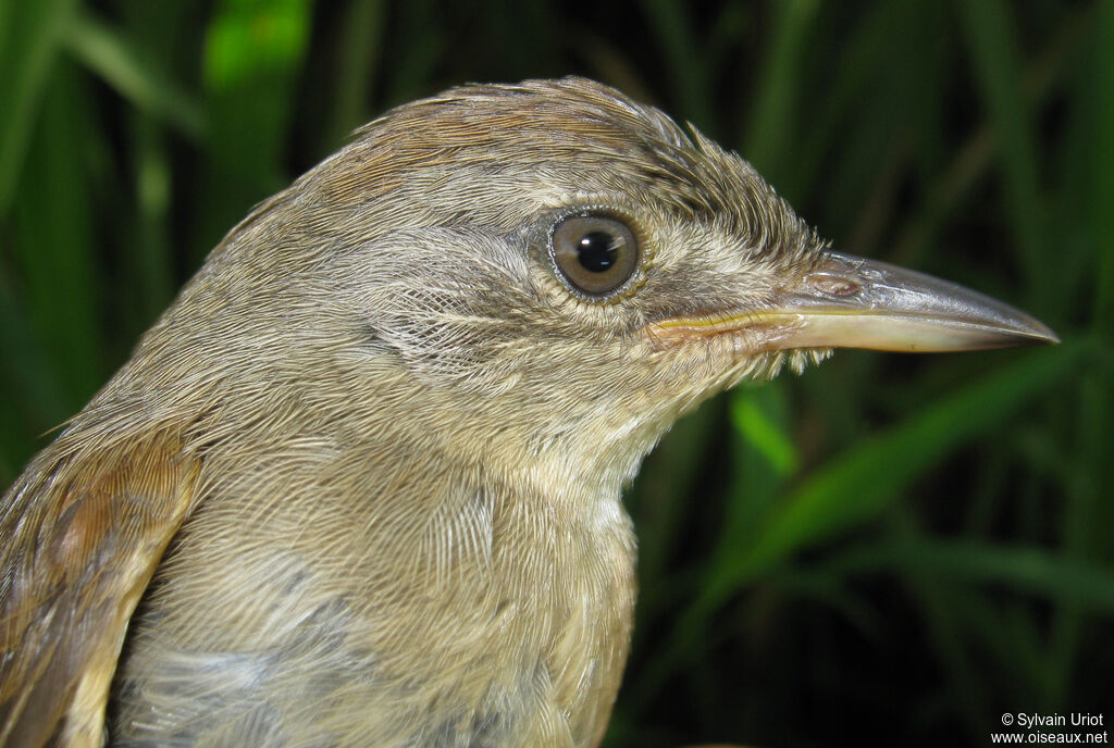 Pale-breasted Spinetailimmature