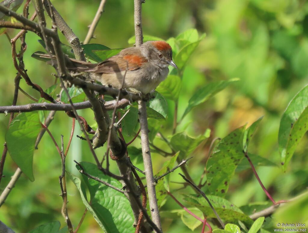 Pale-breasted Spinetailadult