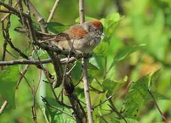 Pale-breasted Spinetail