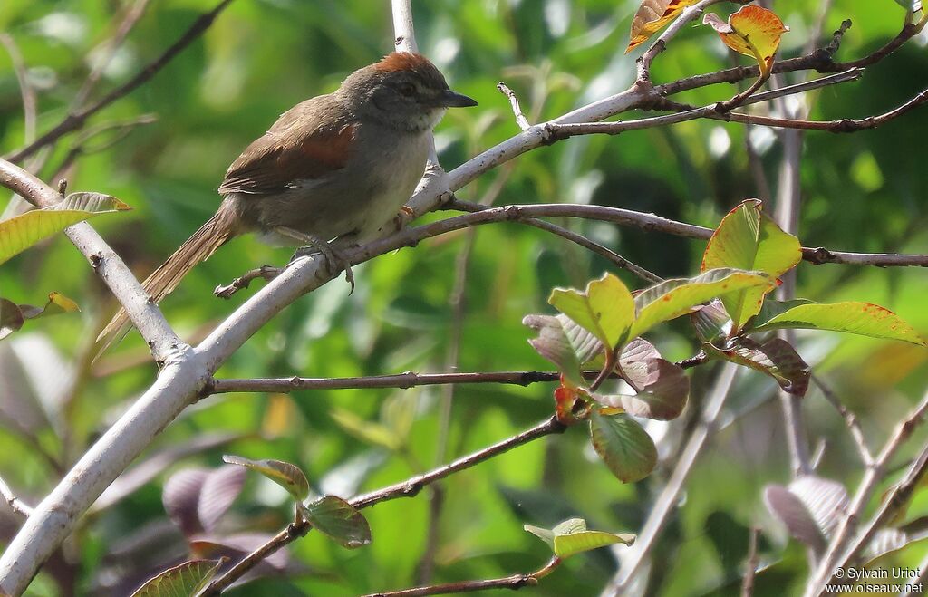 Pale-breasted Spinetailadult