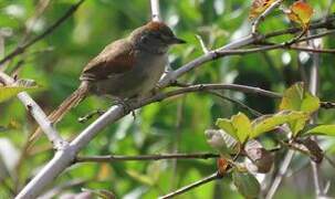 Pale-breasted Spinetail