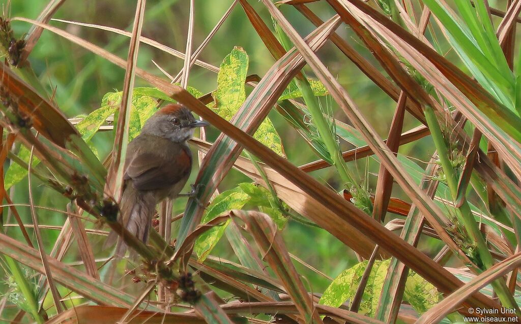 Pale-breasted Spinetailadult