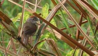 Pale-breasted Spinetail