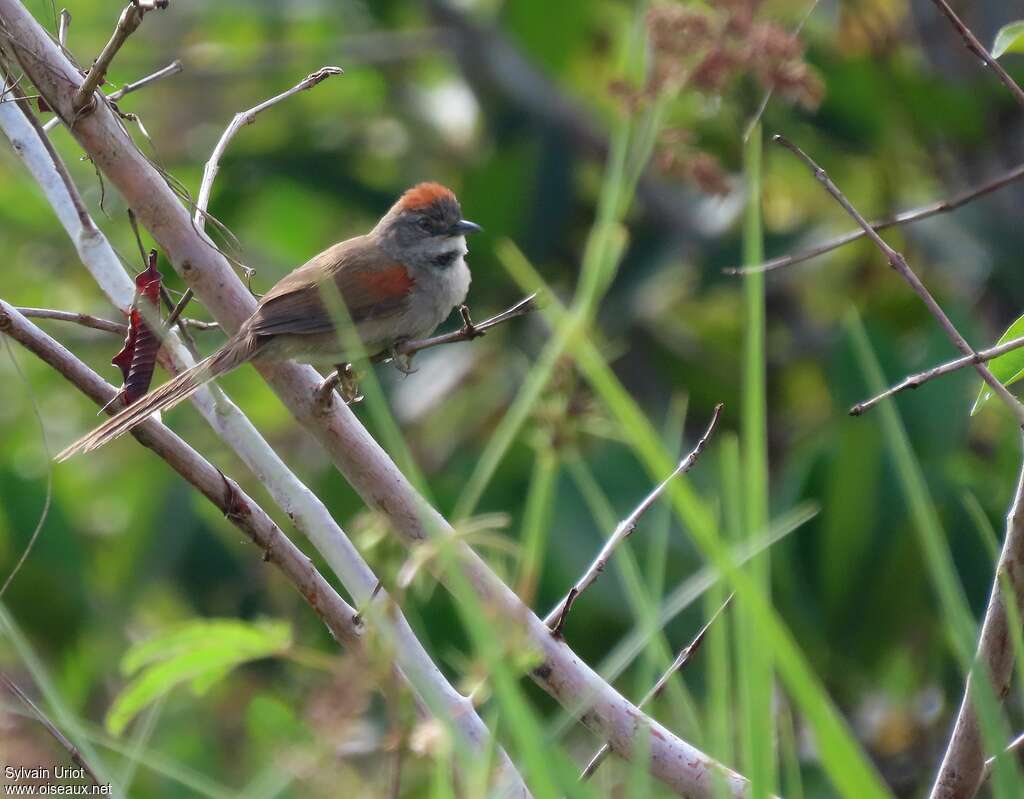 Pale-breasted Spinetailadult, identification