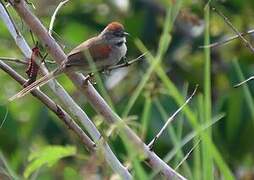 Pale-breasted Spinetail