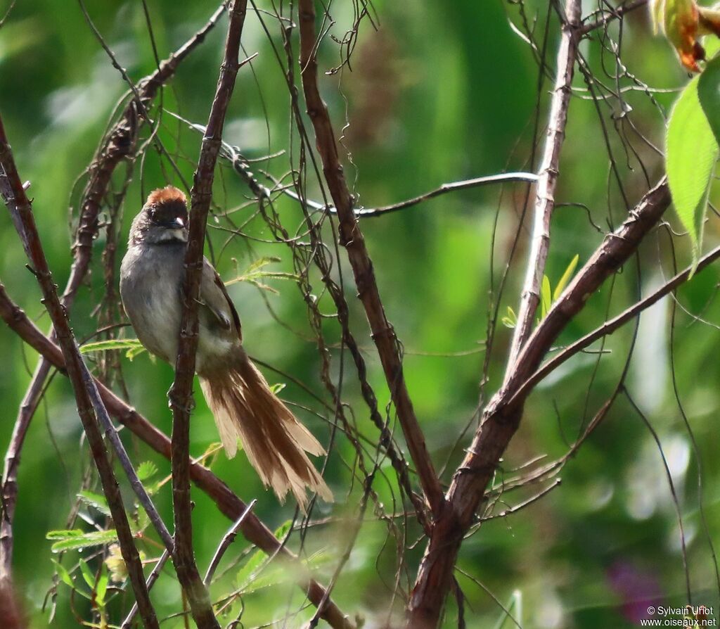 Pale-breasted Spinetailadult